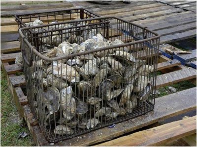 Things To Do Tom's Cove Aquafarms 